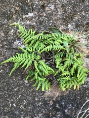 Pityrogramma chrysophylla gabrielae