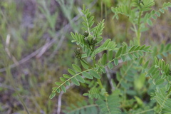 Astragalus neglectus