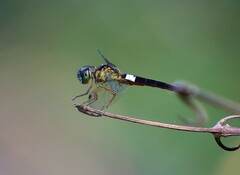 Orchithemis pulcherrima