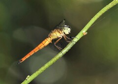 Orchithemis pulcherrima