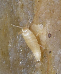 Atelurinae