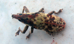 Hypolixus
