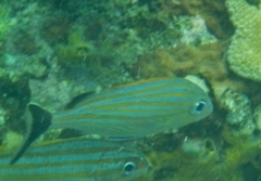 Haemulon carbonarium