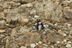 Hypolimnas misippus