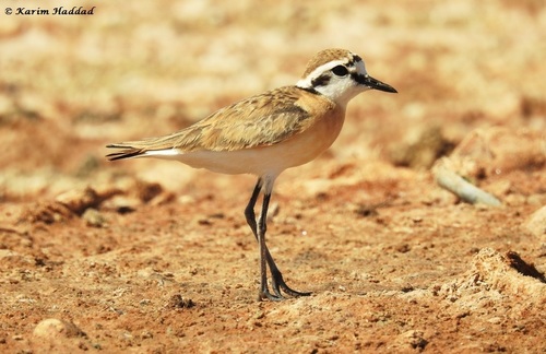 Chorlitejo pecuario (Charadrius pecuarius)