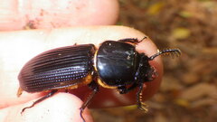 Passalus