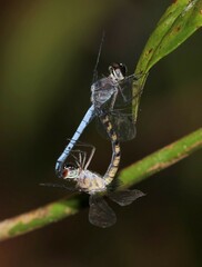 Tyriobapta kuekenthali