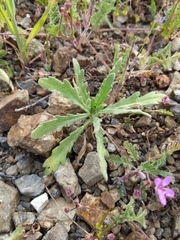Layia platyglossa