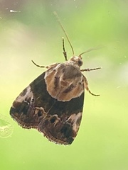 Hypercodia wheeleri