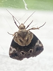 Hypercodia wheeleri