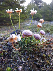 Armeria curvifolia