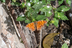 Polygonia egea