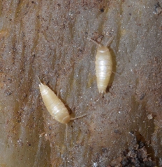 Atelurinae