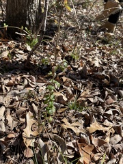Ligustrum quihoui