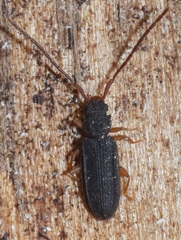 Uleiota planata
