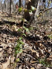 Ligustrum quihoui