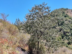 Celtis caucasica