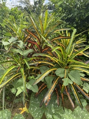 Codiaeum variegatum