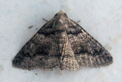 Pericyma atrifusa
