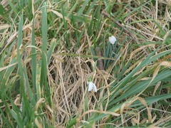 Galanthus nivalis