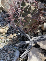 Ferocactus emoryi