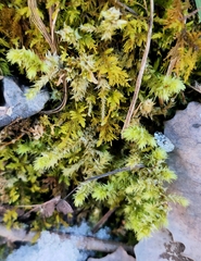 Anomodon viticulosus