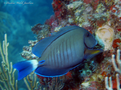 Acanthurus chirurgus