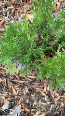 Platycladus orientalis