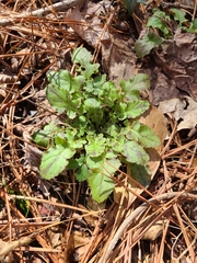 Salvia lyrata