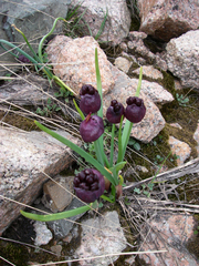 Allium atrosanguineum