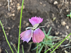 Dianthus basuticus
