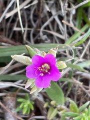 Portulaca pilosa