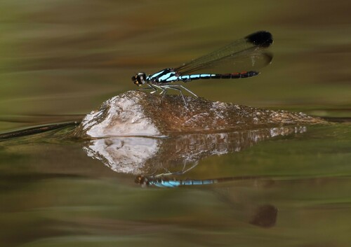 Libellago phaethon