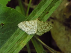 Hydrelia sylvata