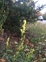 Linaria vulgaris