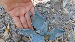 Agave salmiana