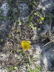 Helenium pinnatifidum