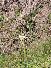 Hymenocallis liriosme