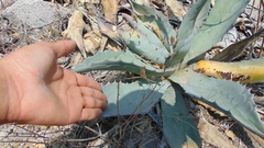 Agave salmiana