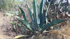 Agave salmiana