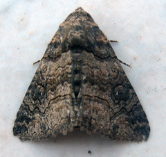 Pericyma