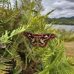 Rothschildia jacobaeae