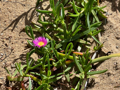 Carpobrotus dimidiatus