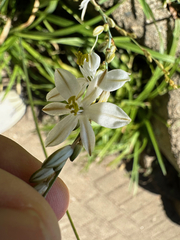 Chlorophytum saundersiae