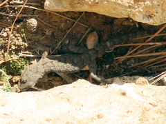 Mediodactylus oertzeni