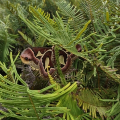 Rothschildia jacobaeae