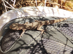 Mediodactylus oertzeni