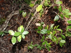 Eugenia foetida