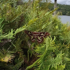 Rothschildia jacobaeae
