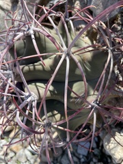 Ferocactus emoryi